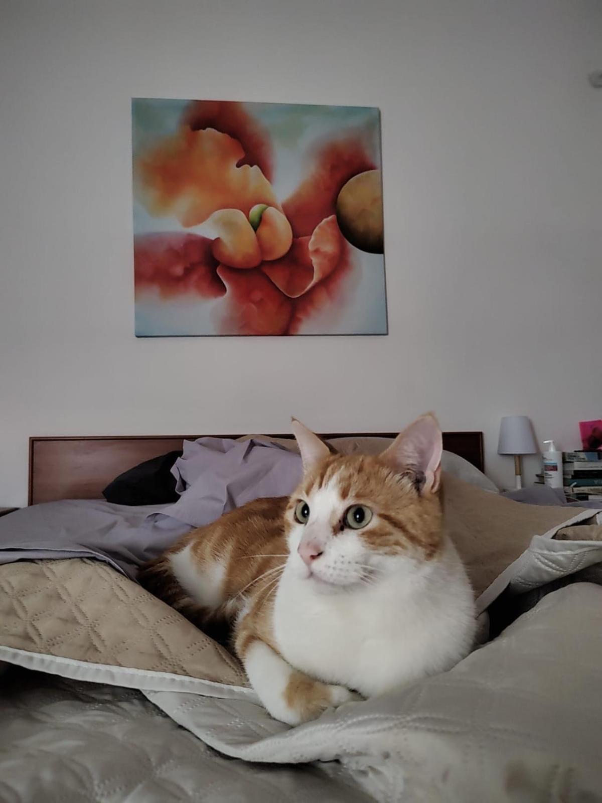 B&B Uva Fragola Perugia Eksteriør billede